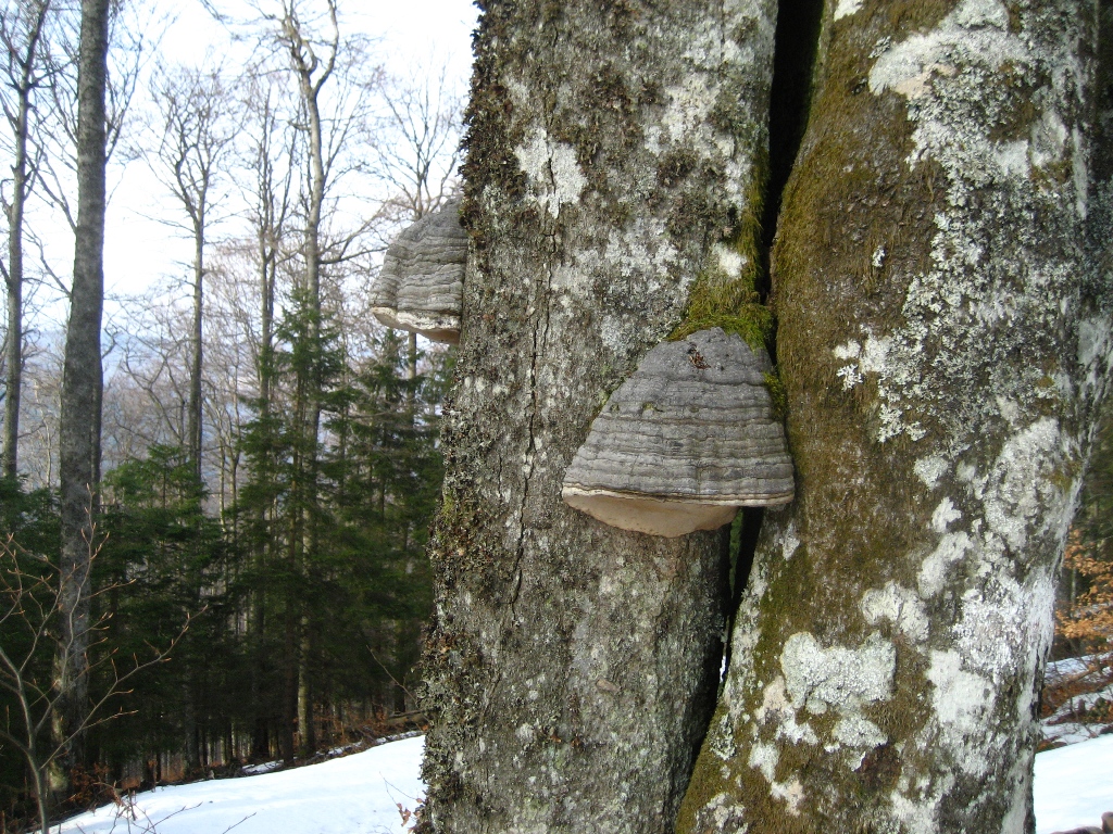 27  Grand Ballon